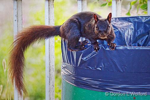 Living On The Edge_25107.jpg - Living On The Edge, Black Squirrel, a melanistic subgroup of the Eastern Gray Squirrel (Sciurus carolinensis) photographed along the Rideau Canal Waterway at Smiths Falls, Ontario, Canada.